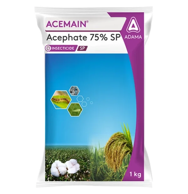 acemain