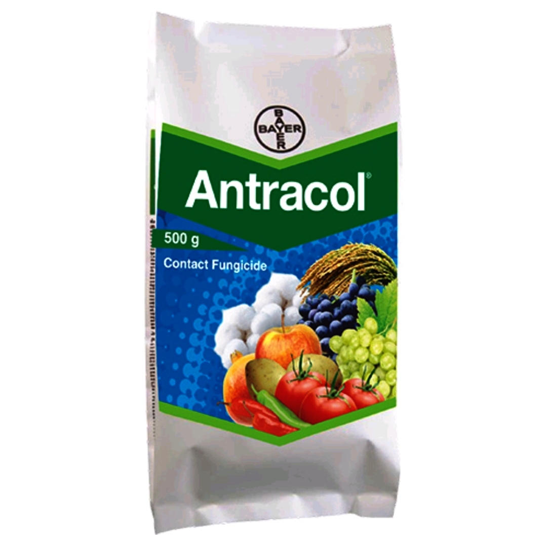 antracol antracol