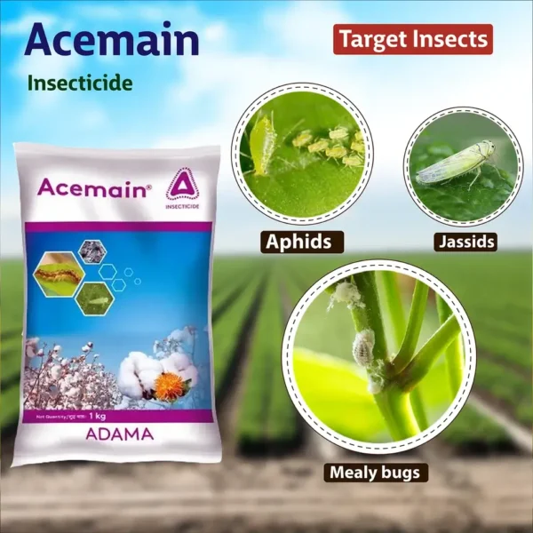 acemain