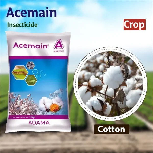 acemain