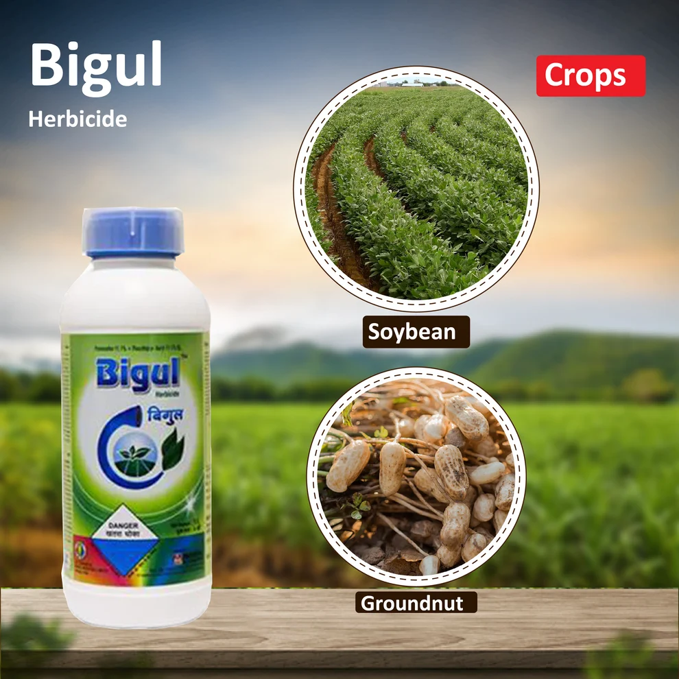bigul