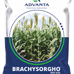 brachysorghopackshot