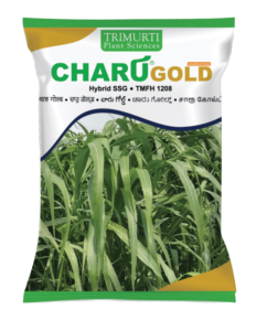 charu gold png 600x777