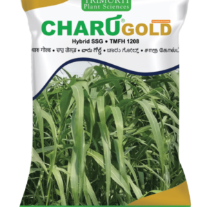 charu gold png 600x777