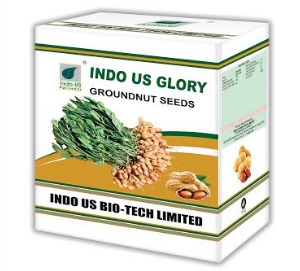 indo us glory ground nut