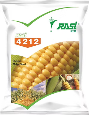 maize 4212
