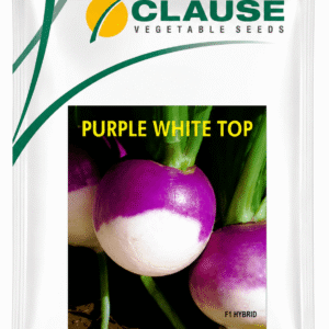 purple white top turnip