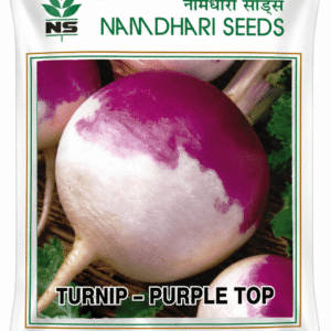 purple top turnip