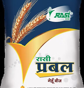 wheat rasi prabal