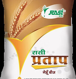 wheat rasi pratap