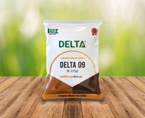 paddy delta 09