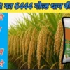 arize 6444 gold paddy seed