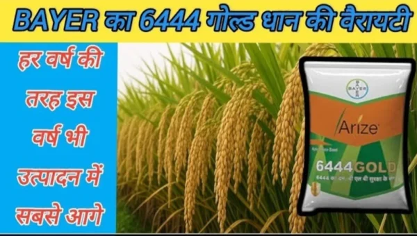 arize 6444 gold paddy seed